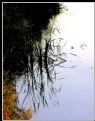 Picture Title - Nature & Reflections