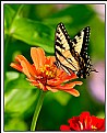 Picture Title - Swallowtail 