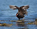 Picture Title - Oyster Catcher