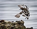 Picture Title - Black Turnstone landing