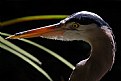 Picture Title - Great Blue Heron 