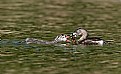 Picture Title - Baby Grebe Being Fed