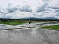 Picture Title - Ricefield