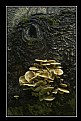 Picture Title - Fungi