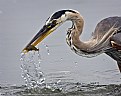 Picture Title - Great Blue Heron Catch