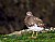 Black Turnstone