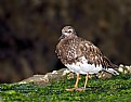 Picture Title - Black Turnstone