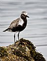 Picture Title - Black Bellied Plover