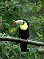 Picture Title - Toucan - I