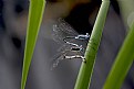 Picture Title - Mating DragonFlies