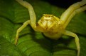 Picture Title - Crab Spider