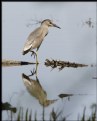 Picture Title - Black-crowned Night-heron