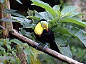 Picture Title - Toucan - II