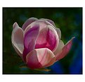 Picture Title - Magnolia  Blossom