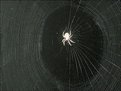 Picture Title - The Web