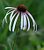 coneflower