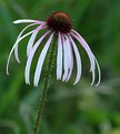 Picture Title - coneflower