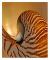 Picture Title - Nautilus Shell
