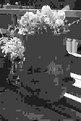 Picture Title - flower pot black&white