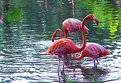 Picture Title - Flamingoes