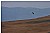 Antelope Island - Hawk