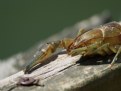 Picture Title - Crayfish on dock