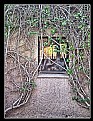 Picture Title - Love Story!!! Between Window and Tree.