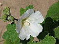 Picture Title - Desert Rose