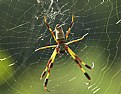 Picture Title - Golden Silk Spider