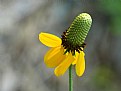 Picture Title - Prairie Coneflower