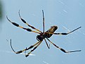 Picture Title - Golden Silk Spider