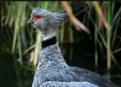 Picture Title - Southern Crested Screamer