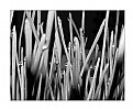 Picture Title - grass