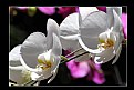 Picture Title - Colombian Orchids