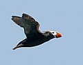 Picture Title - Tufted Puffin