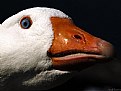 Picture Title - Goose