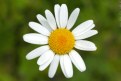 Picture Title - Simply a daisy