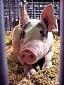Picture Title - Show Pig