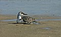 Picture Title - Common Murre