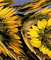 Picture Title - Tempesta sui girasoli