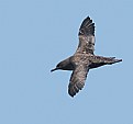 Picture Title - Sooty Shearwater