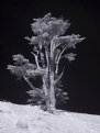 Picture Title - Lone Tree