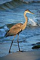 Picture Title - Great Blue Heron #2