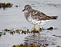 Picture Title - Surfbird