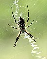 Picture Title - Garden Spider