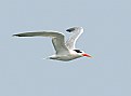 Picture Title - Elegant Tern