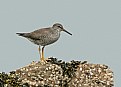 Picture Title - Wandering Tattler