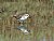 Semipalmated Sandpiper