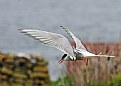 Picture Title - tern wing