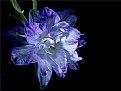 Picture Title - larkspur